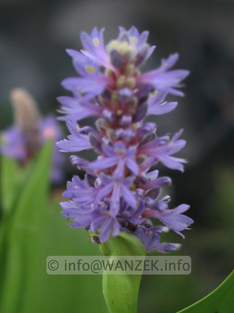 Pontederia cordata - z Bluetenmacro unscharf.jpg